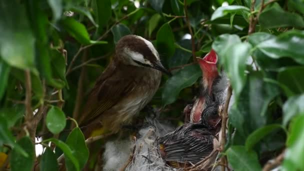 Días Edad Recién Nacido Aves Bebé Nido Bulbul Ventilación Amarilla — Vídeo de stock