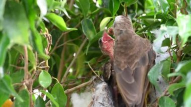 Sarı delikli bülbül (Pycnonotus goiavier) yuvasında bulunan yavru kuşlardan doğan 8 günlük yavru kuş, Tayland 'da gezgin kuşların oluşturduğu bir bulbul familyasının bir üyesidir.