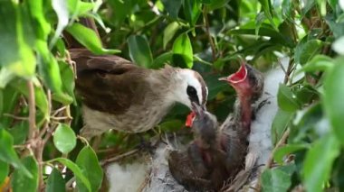 Sarı delikli bülbül (Pycnonotus goiavier) yuvasında bulunan yavru kuşlardan doğan 8 günlük yavru kuş, Tayland 'da gezgin kuşların oluşturduğu bir bulbul familyasının bir üyesidir.
