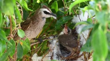 Sarı delikli bir bülbül (Pycnonotus goiavier) yuvasında bulunan yavru kuşlardan doğan 10 günlük yavru kuş, Tayland doğasında gezen kuşlardan oluşan bir bulbul familyasının üyesidir.
