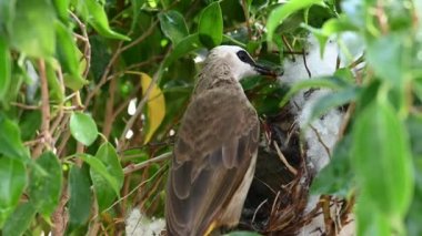 Sarı delikli bir bülbül (Pycnonotus goiavier) yuvasında bulunan yavru kuşlardan doğan 10 günlük yavru kuş, Tayland doğasında gezen kuşlardan oluşan bir bulbul familyasının üyesidir.