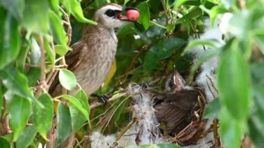 Sarı delikli bir bülbül (Pycnonotus goiavier) yuvasında bulunan yavru kuşlardan doğan 10 günlük yavru kuş, Tayland doğasında gezen kuşlardan oluşan bir bulbul familyasının üyesidir.