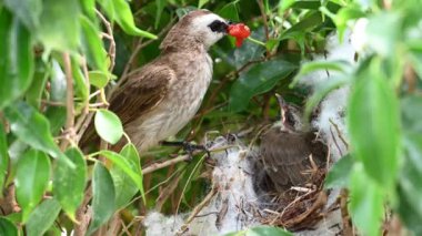 Sarı delikli bir bülbül (Pycnonotus goiavier) yuvasında bulunan yavru kuşlardan doğan 10 günlük yavru kuş, Tayland doğasında gezen kuşlardan oluşan bir bulbul familyasının üyesidir.
