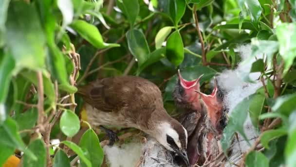 8日間の赤ちゃんの鳥の巣の中で生まれた黄色の通気性のブルブル Pycnotus Goiavier または東黄色の通気性ブルブルは タイで自然の中で通行人の鳥のブルブル家族の一員です — ストック動画