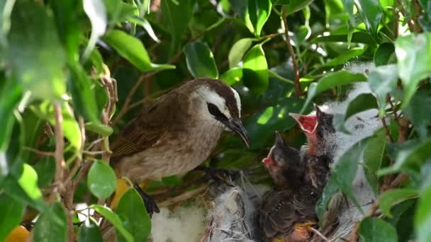 8日間の赤ちゃんの鳥の巣の中で生まれた黄色の通気性のブルブル Pycnotus Goiavier または東黄色の通気性ブルブルは タイで自然の中で通行人の鳥のブルブル家族の一員です — ストック動画