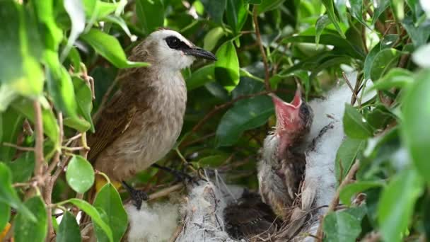 8日間の赤ちゃんの鳥の巣の中で生まれた黄色の通気性のブルブル Pycnotus Goiavier または東黄色の通気性ブルブルは タイで自然の中で通行人の鳥のブルブル家族の一員です — ストック動画