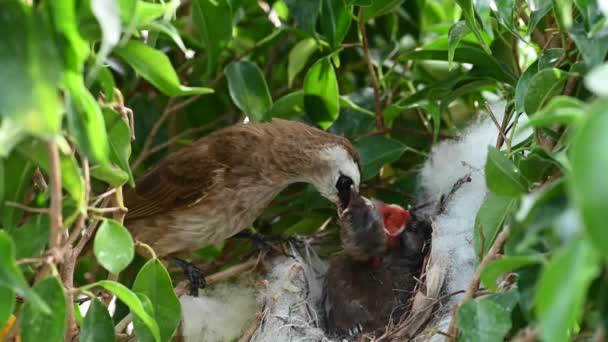 Recém Nascido Dias Idade Ninho Bulbul Ventilação Amarela Pycnonotus Goiavier — Vídeo de Stock