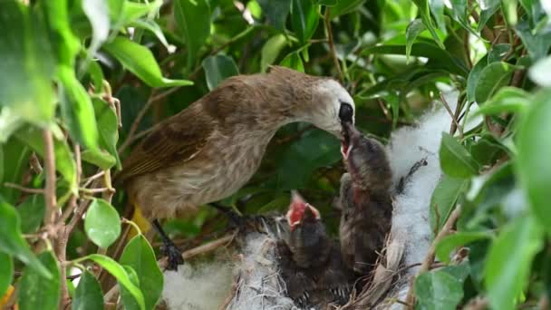 8日間の赤ちゃんの鳥の巣の中で生まれた黄色の通気性のブルブル Pycnotus Goiavier または東黄色の通気性ブルブルは タイで自然の中で通行人の鳥のブルブル家族の一員です — ストック動画