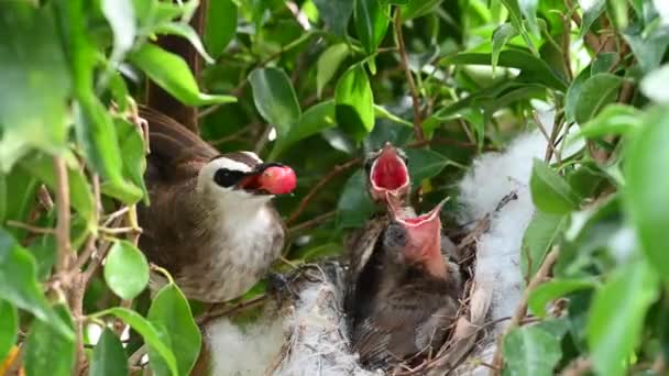 8日間の赤ちゃんの鳥の巣の中で生まれた黄色の通気性のブルブル Pycnotus Goiavier または東黄色の通気性ブルブルは タイで自然の中で通行人の鳥のブルブル家族の一員です — ストック動画