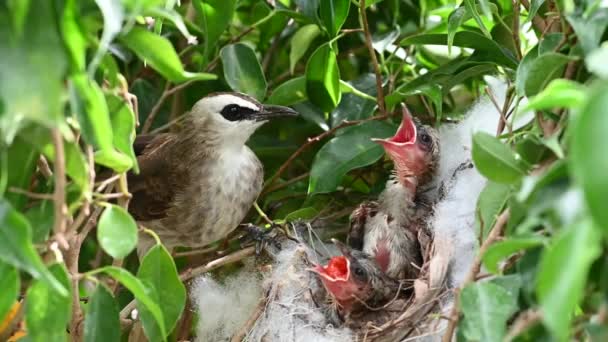 Dagar Gammal Nyfödd Fågelungar Ett Gula Ventilerade Bulbul Pycnonotus Goiavier — Stockvideo