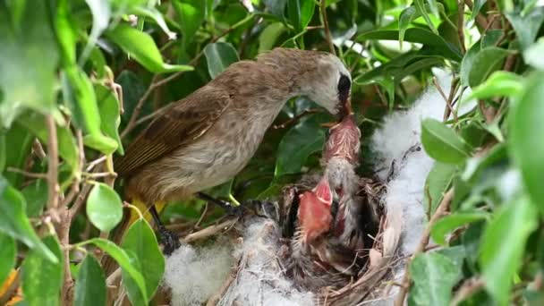 Nuovo Nato Giorni Uccelli Piccoli Nido Bulbul Sfiato Giallo Pycnonotus — Video Stock