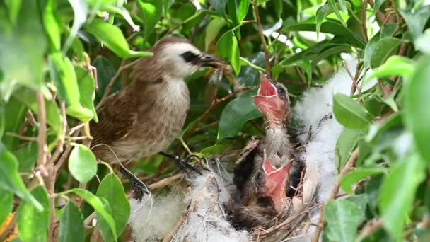 Nuovo Nato Giorni Uccelli Piccoli Nido Bulbul Sfiato Giallo Pycnonotus — Video Stock