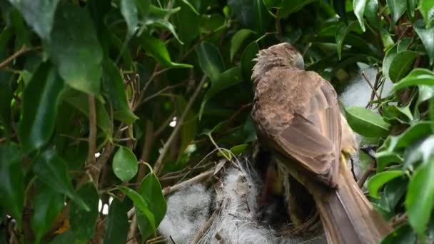 Nuovo Nato Giorni Uccelli Piccoli Nido Bulbul Sfiato Giallo Pycnonotus — Video Stock