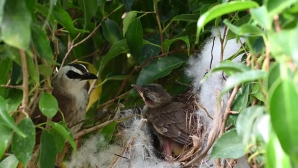 Day Old New Born Baby Birds Nest Yellow Vented Bulbul — Stock Video