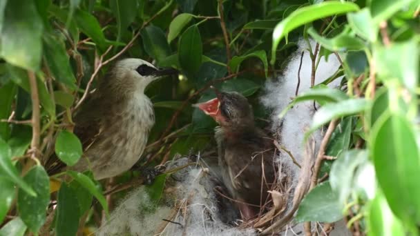 赤ちゃんの巣の中で生まれた10日間の赤ちゃんの鳥 Pycnotus Goiavier または東黄色の通気性のブルブルは タイの自然の中でスズメバチ科の鳥の一員です — ストック動画