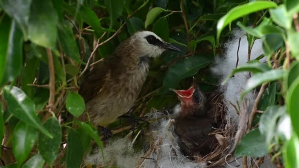 Day Old New Born Baby Birds Nest Yellow Vented Bulbul — Stock Video