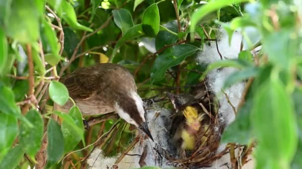赤ちゃんの巣の中で生まれた10日間の赤ちゃんの鳥 Pycnotus Goiavier または東黄色の通気性のブルブルは タイの自然の中でスズメバチ科の鳥の一員です — ストック動画