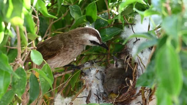 Neonato Giorni Uccellini Nido Bulbul Sfiato Giallo Pycnonotus Goiavier Bulbul — Video Stock