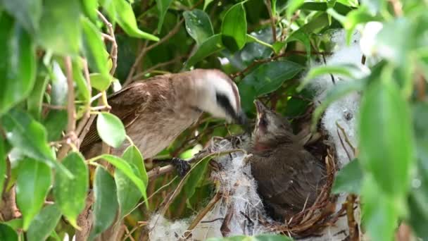 赤ちゃんの巣の中で生まれた10日間の赤ちゃんの鳥 Pycnotus Goiavier または東黄色の通気性のブルブルは タイの自然の中でスズメバチ科の鳥の一員です — ストック動画