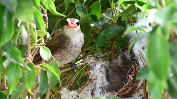 赤ちゃんの巣の中で生まれた10日間の赤ちゃんの鳥 Pycnotus Goiavier または東黄色の通気性のブルブルは タイの自然の中でスズメバチ科の鳥の一員です — ストック動画