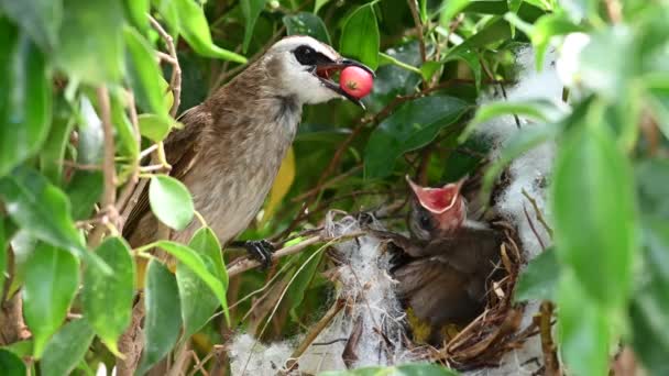 在泰国 10天大的幼鸟宝宝出生在黄松窝 Pycnonotus Goiavier 或东部黄松窝 Pycnonotus Goiavier 是泰国大自然中的帕萨林鸟这一群体中的一员 — 图库视频影像