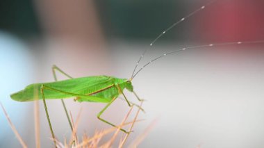 Uzun boynuzlu çekirge Tayland 'daki bahçede kaktüsün üzerinde kalıyor.
