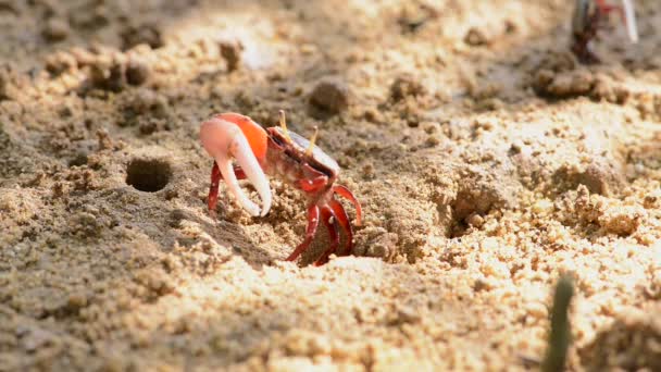 Uca Vocans Fiddler Crab Walking Mangrove Forest Phuket Beach Ταϊλάνδη — Αρχείο Βίντεο