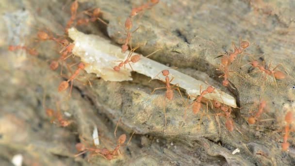 Gros Plan Groupe Fourmis Tisserandes Rouges Mord Ensemble Sur Arbre — Video