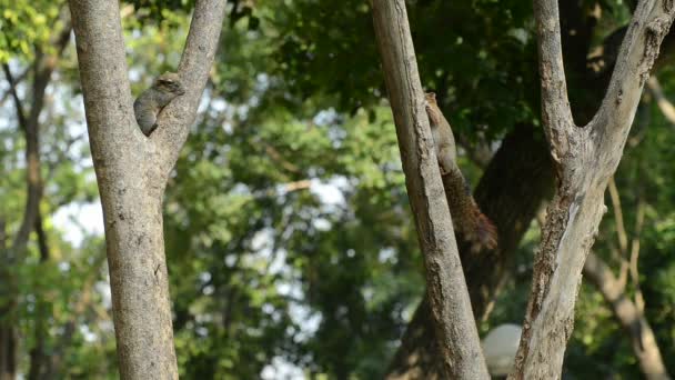 Nahaufnahme Eichhörnchen Oder Kleiner Gong Kleine Säugetiere Die Den Tropenwäldern — Stockvideo