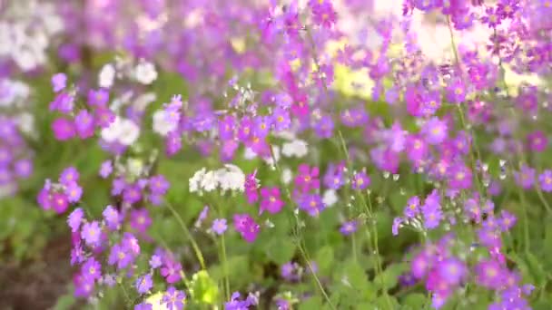 Cor Roxa Flor Primula Malacoides Florescendo Nos Canteiros Flores Temporada — Vídeo de Stock