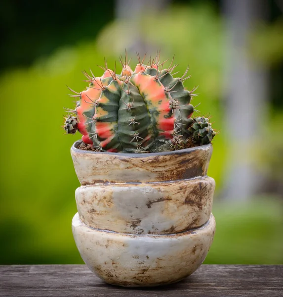 Lopopò Williamsii Cactus Succulents Tree Decorative Flowerpot Wood Striped Background — 스톡 사진