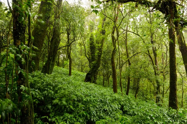 Träd Och Skogar Sortimentet Regnskog Grön Mossa Vid Angka Natur — Stockfoto