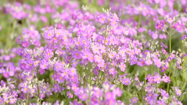 冬初春の花壇に咲く妖精プリムラやプリムラマラコイドの紫色 — ストック動画