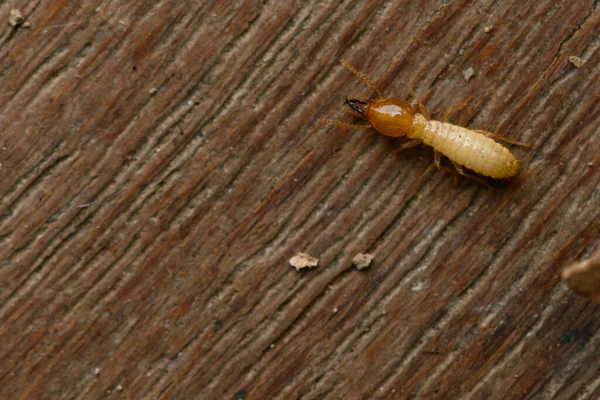 Gros Plan Petite Termite Sur Bois Termite Sol Est Recherche — Photo