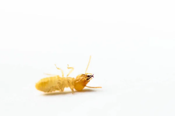 Gros Plan Petit Termite Mort Sur Fond Blanc — Photo
