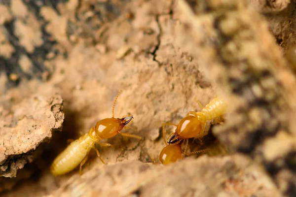 Gros Plan Petite Termite Sur Bois Termite Sol Est Recherche — Photo