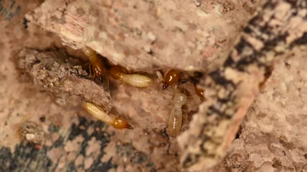 Close Focus Small Termite Timber Termite Ground Searching Food Feed — Stock Video