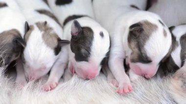 Yavru köpek sürüsü anne köpeklerinden süt yiyor..