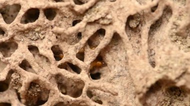 Kerestenin üzerindeki küçük termitin odak noktasını kapat. Yerdeki termit, oyuktaki larvaları beslemek için yiyecek arıyor..