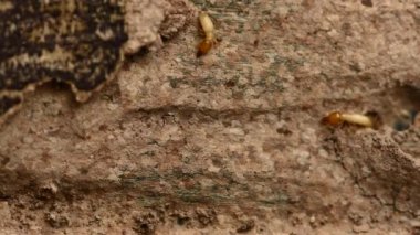 Kerestenin üzerindeki küçük termitin odak noktasını kapat. Yerdeki termit, oyuktaki larvaları beslemek için yiyecek arıyor..
