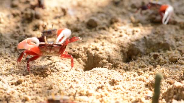 Uca Vocans Fiddler Crab Walking Mangrove Forest Phuket Beach Thailand — Stock Video