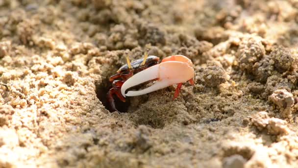 Uca Vocans Fiddler Crab Walking Mangrove Forest Phuket Beach Thailand — Stock Video