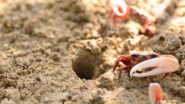 Uca Vocans Fiddler Crab Walking Mangrove Forest Phuket Beach Ταϊλάνδη — Αρχείο Βίντεο