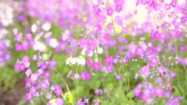 Cor Roxa Fada Prímula Flor Primula Malacoides Florescendo Planta Canteiros — Vídeo de Stock