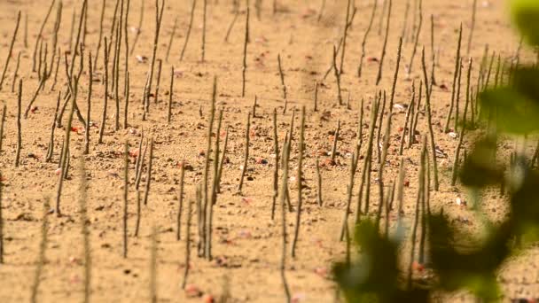 Ука Вокалісти Fiddler Crab Ходити Мангрових Лісах Пхукет Біч Таїланд — стокове відео