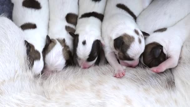 Groupe Mignonne Couleur Noire Blanche Chiots Mangeant Lait Leur Chien — Video