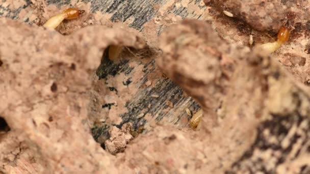 Nahaufnahme Der Kleinen Termiten Auf Holz Die Termiten Boden Suchen — Stockvideo