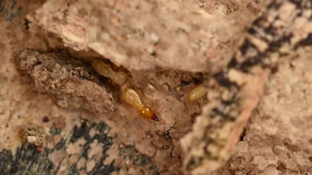 Gros Plan Petite Termite Sur Bois Termite Sol Est Recherche — Video