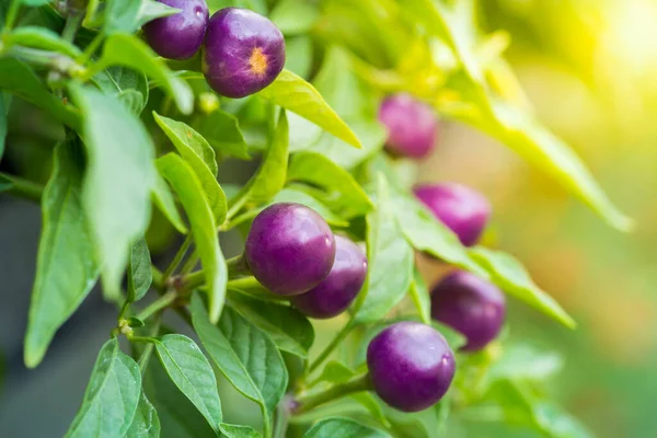 Close Purple Color Fresh Pepper Ornamental Plant Tree — Stock Photo, Image