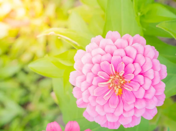 Hermoso Color Rosa Flor Zinnia Está Creciendo Prado Primavera Jardín — Foto de Stock